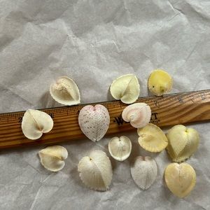 Heart cockles circulum cardissa shells 12 pcs